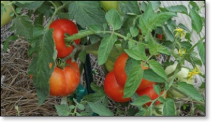 tomatoes