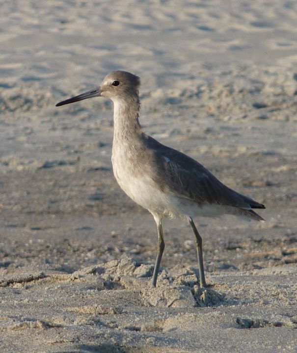 Beach Bird.JPG