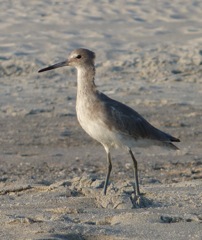 Beach Bird.JPG