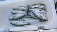 Bluefish