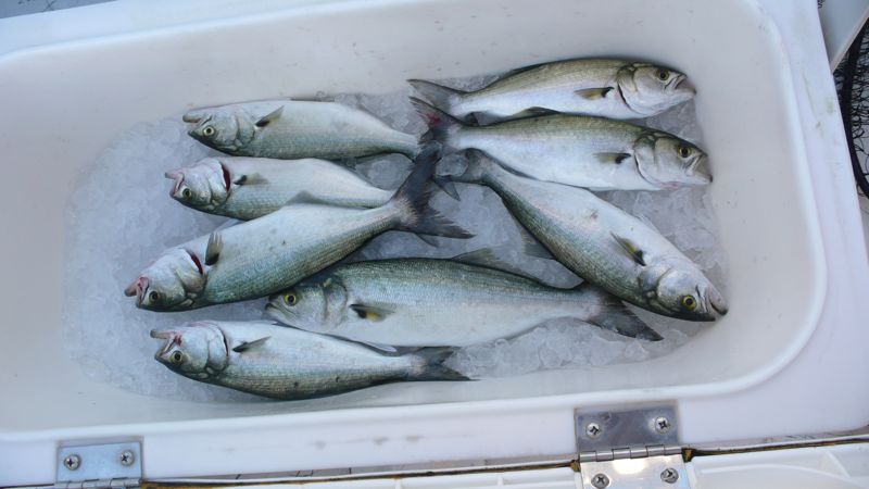 Bluefish