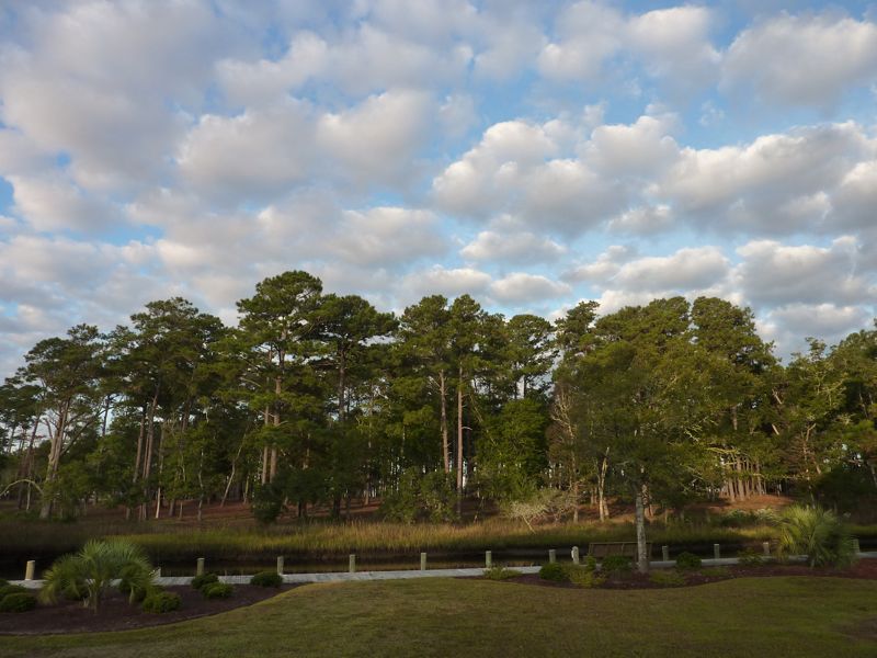 Trees across the Gut