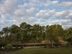 Trees across the Gut