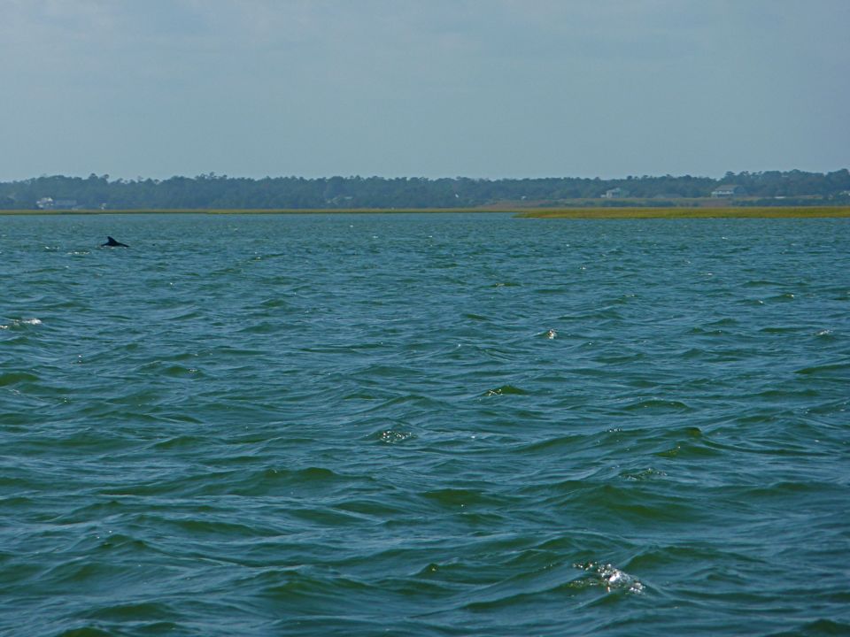 Dolphin in Distance