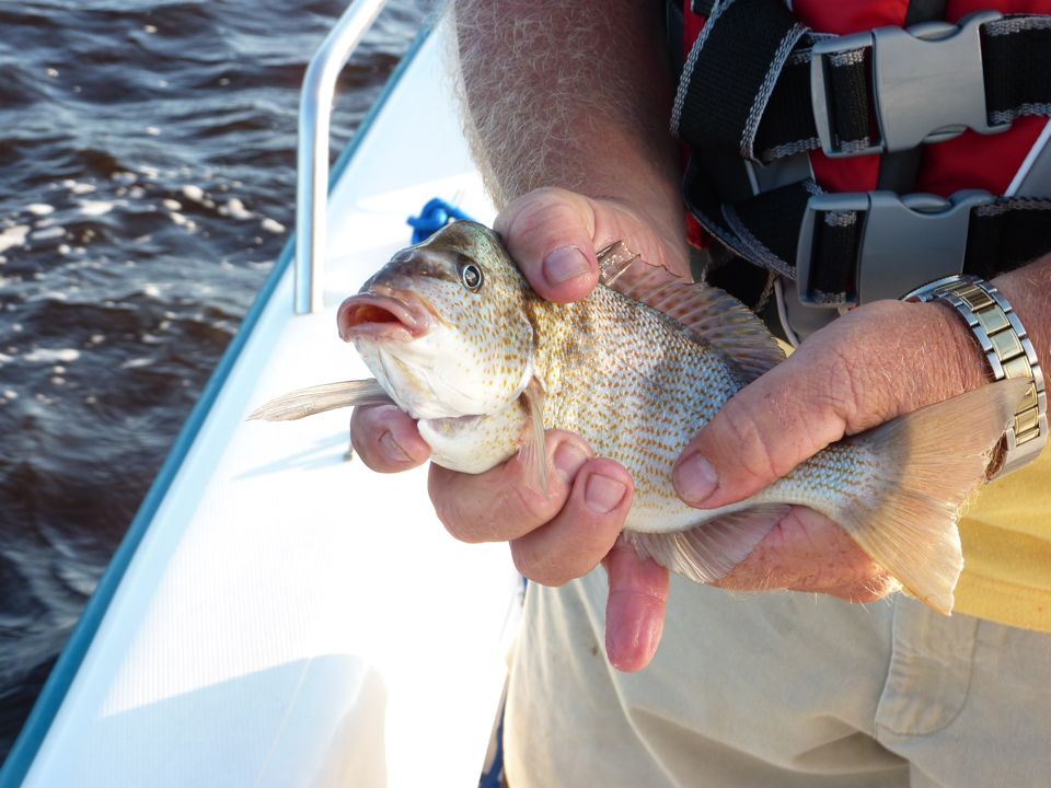 Big Pig Fish