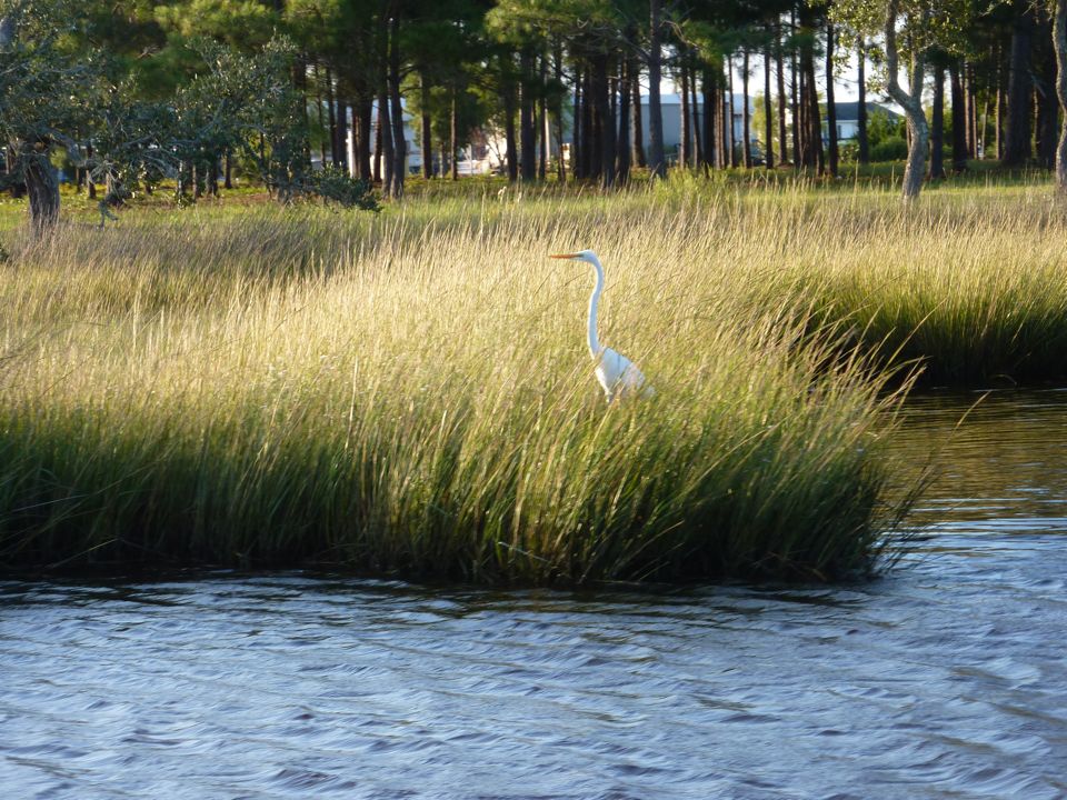 Our Watch Heron