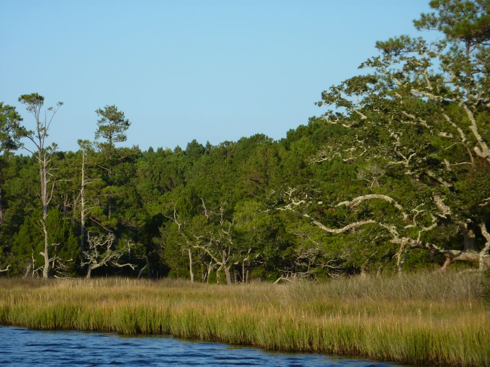 Neat Trees