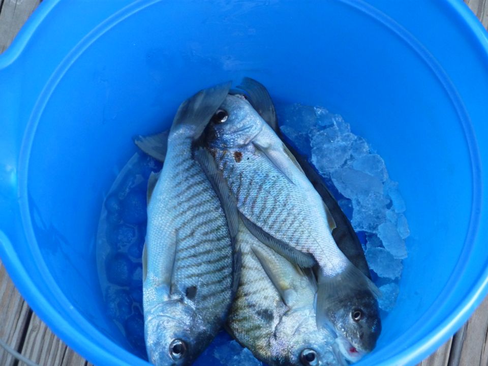 A few Spots and a Mullet