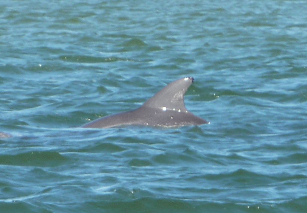 Friendly Fin