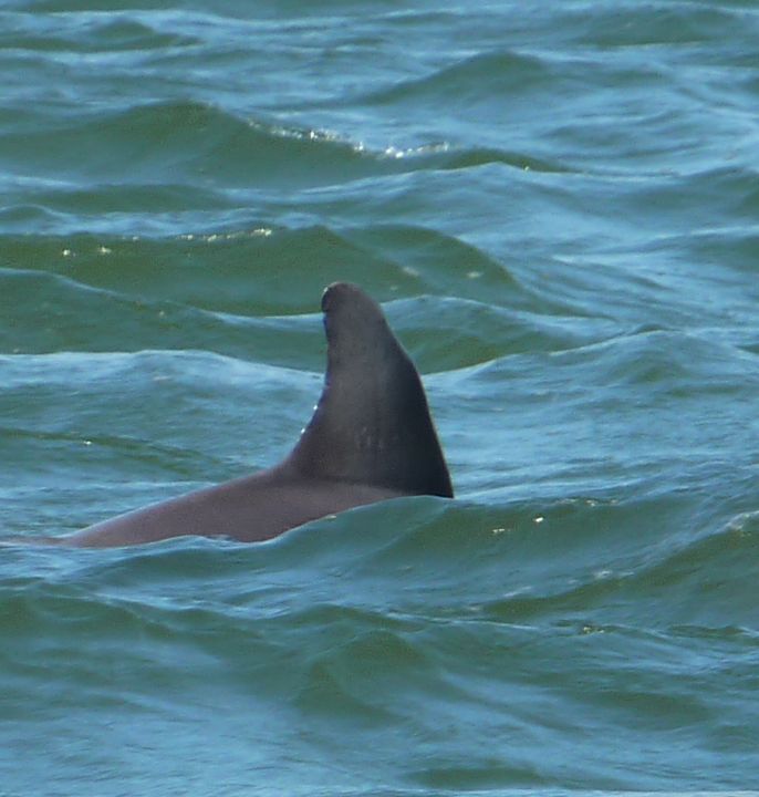 Close-up Fin