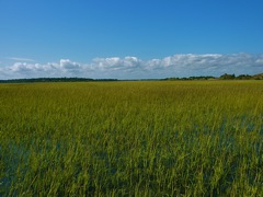 Bogue Inlet Marshes