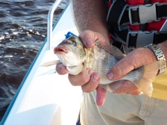 Big Pig Fish
