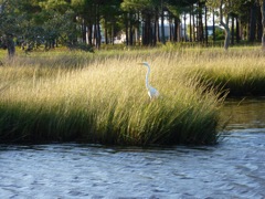 Our Watch Heron