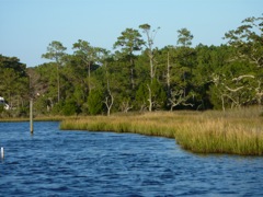 Bluewater Cove marshes