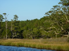 Neat Trees