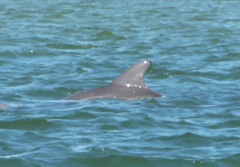 Friendly Fin