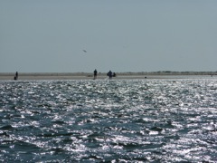 Fishing in the surf
