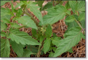 tomatoblooms