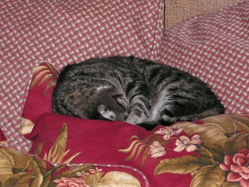 catonhisbed.JPG