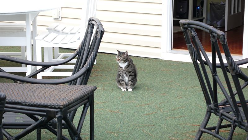 coastalcat.JPG