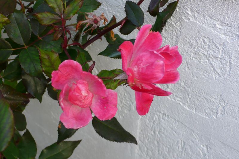 dec17rose.JPG