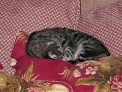 catonhisbed.JPG