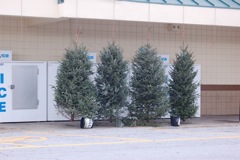 Nineteendollartrees.JPG