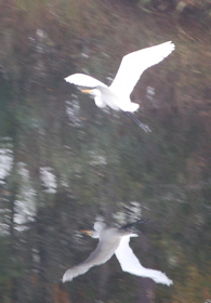 heron