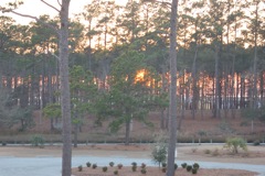 Sunset behind the pines