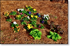 pansies