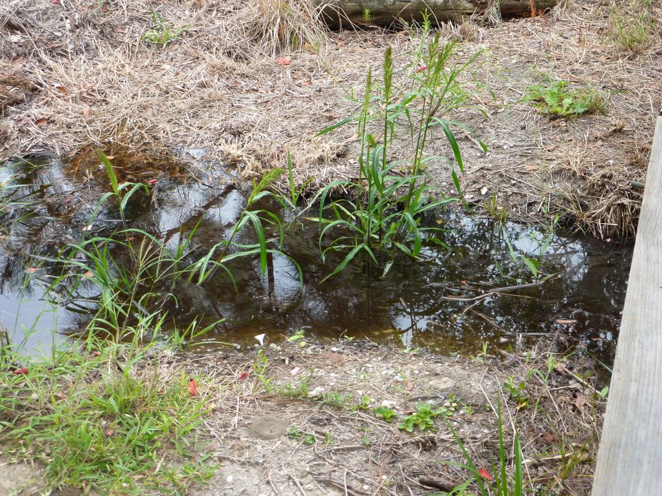 Flooded Spring