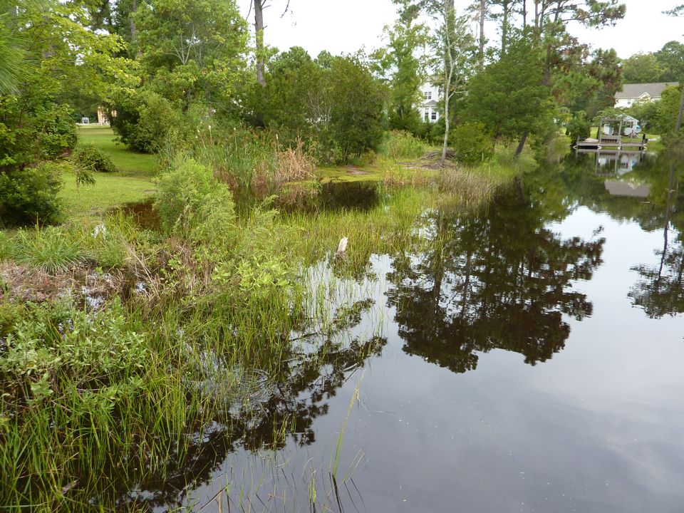 Up to the Cattails 