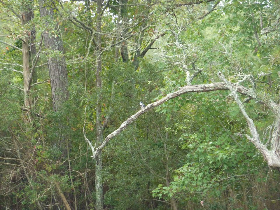 Hiding in the Tree