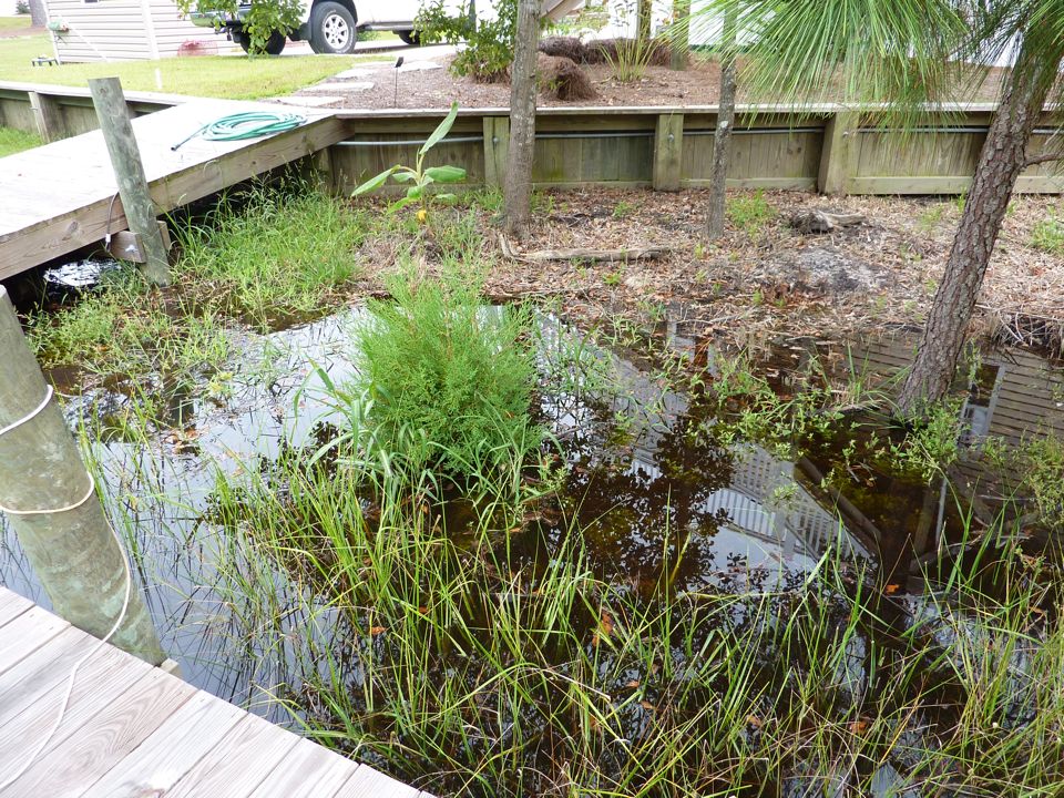Salt Water Cedar