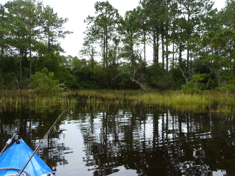 Back Edge of the Marsh