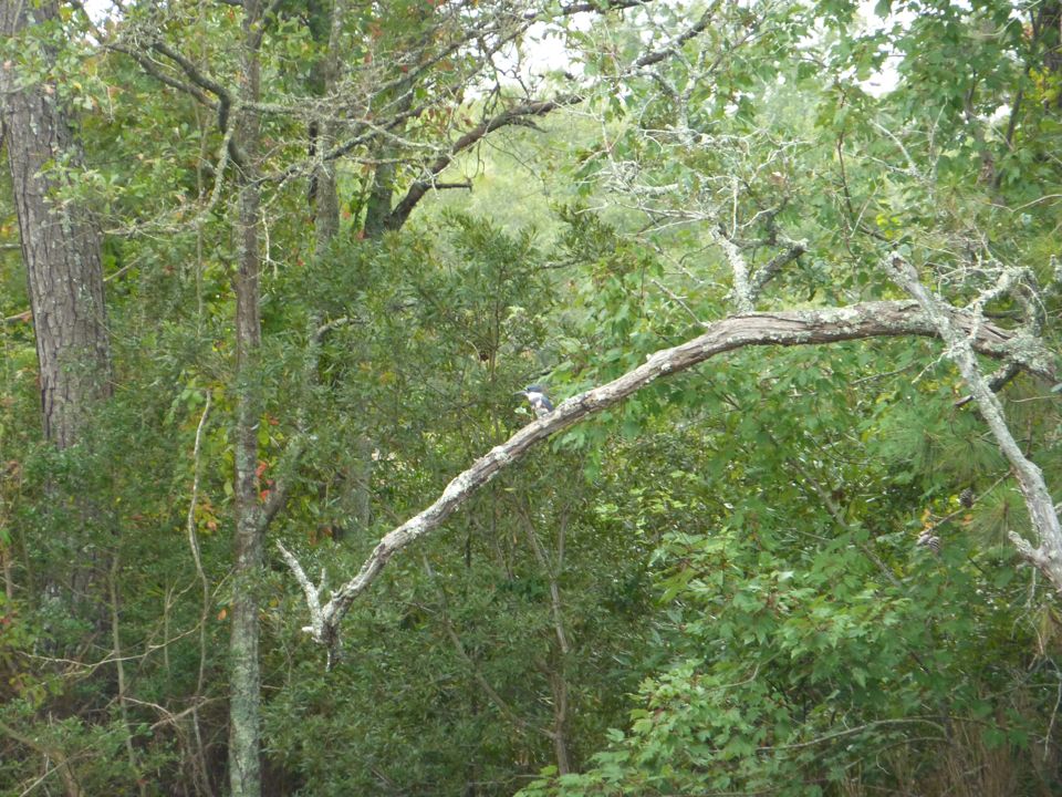 Another Kingfisher shot
