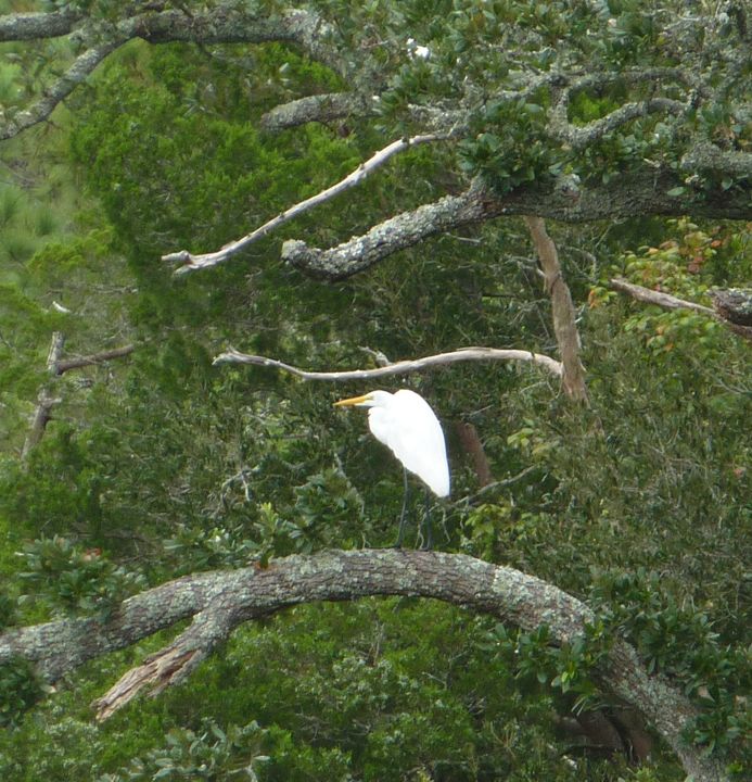Hanging in the Bush