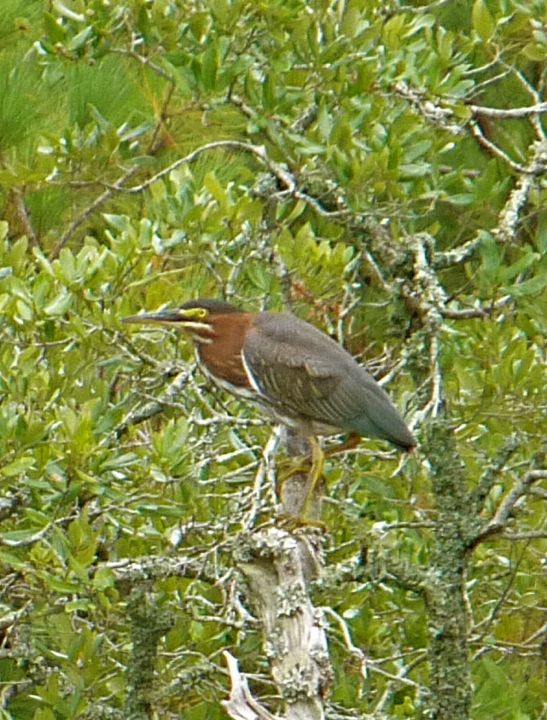 Green Heron