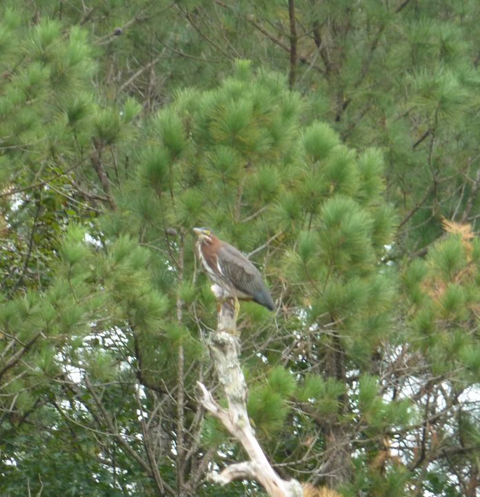 More Green Heron
