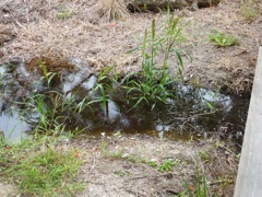 Flooded Spring