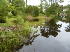 Up to the Cattails 