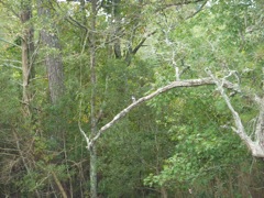 Hiding in the Tree