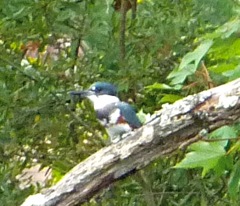 KIngfisher