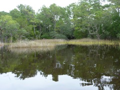 Inside the flooded marsh