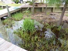 Salt Water Cedar