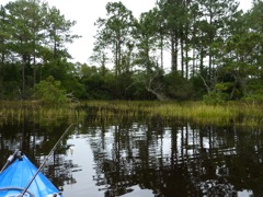 Back Edge of the Marsh