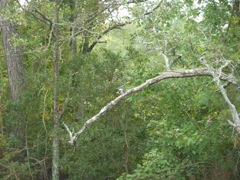 Another Kingfisher shot