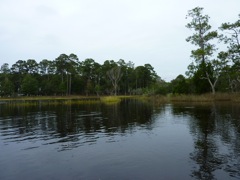 Looking out of flooded marsh
