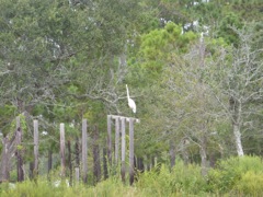Long Necked Heron