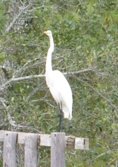 A White Heron